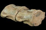 Mosasaur (Tylosaurus) Vertebra - Kansas #69406-3